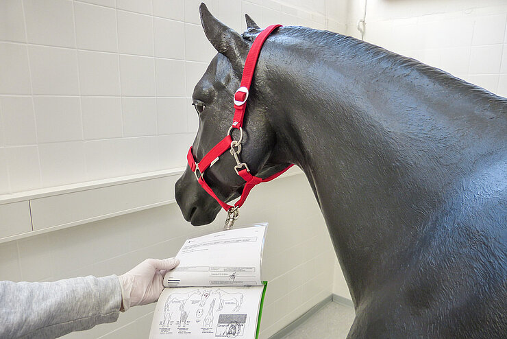 Station Handling Pferd