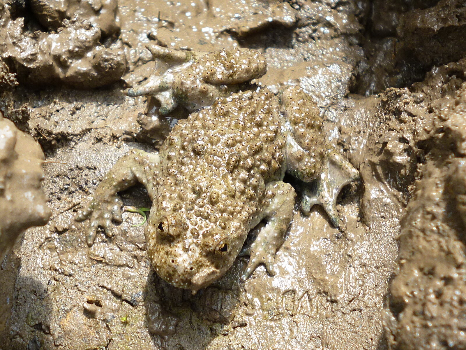 Yellow-bellied toad