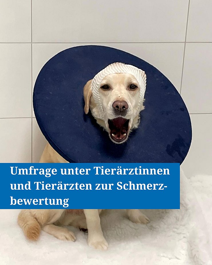 Hund mit Halskrause