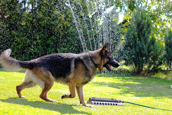 Hund vor Rasensprenger