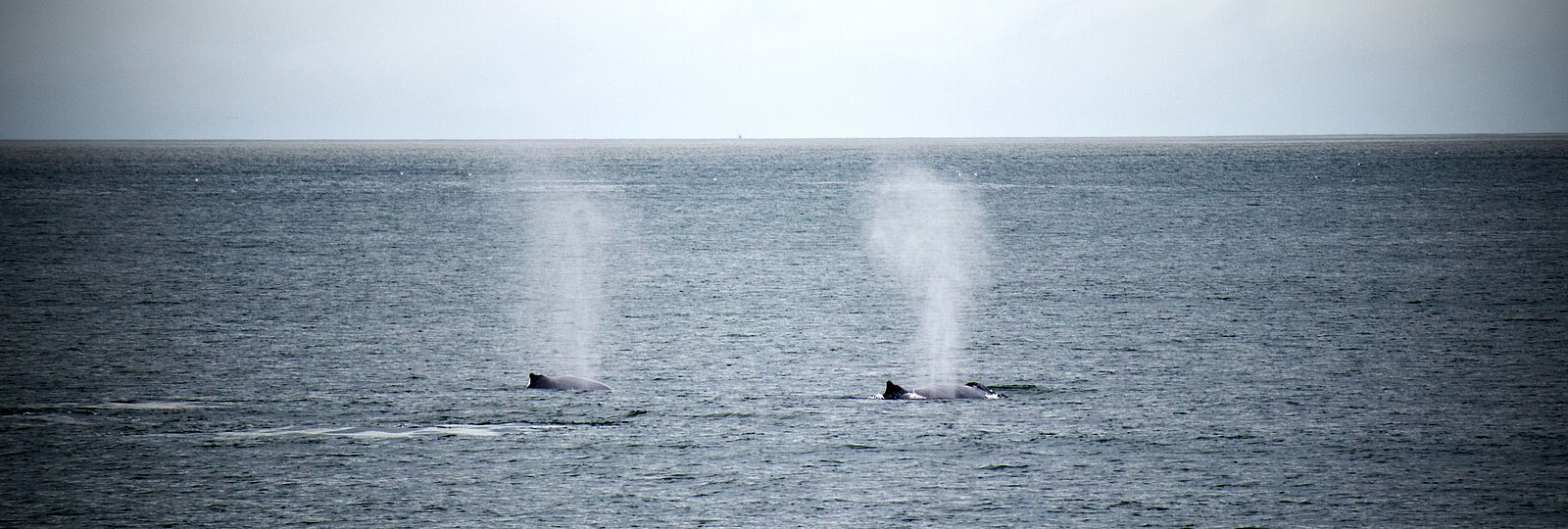 Zwei Wale mit Blas an der Oberfläche