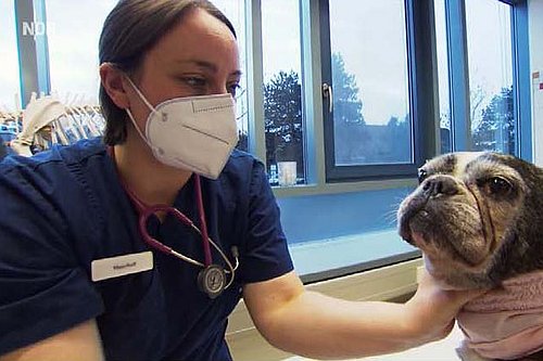 Untersuchung eines Hundes