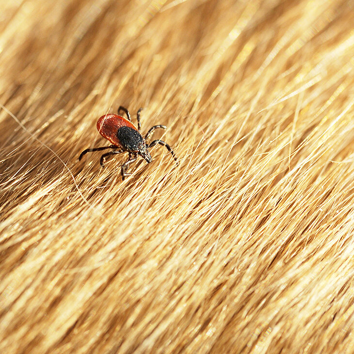 Foto: Jean Kobben, Fotolia