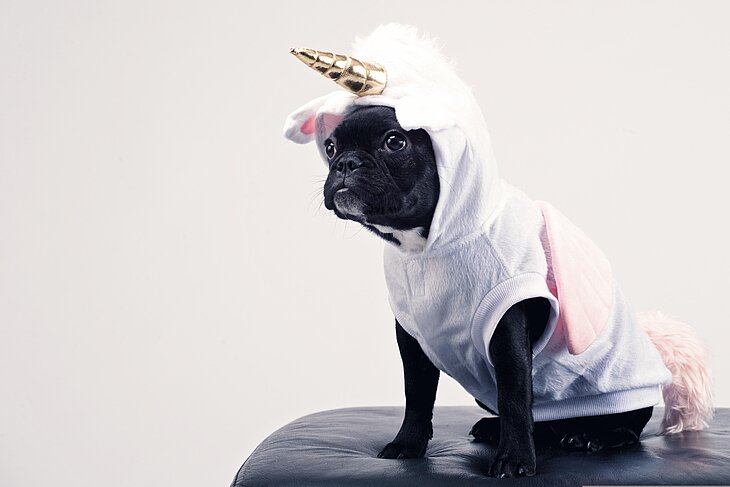 Als Einhorn verkleidete Französische Bulldogge