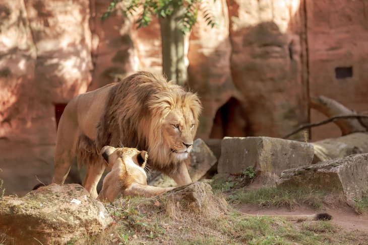 Löwen im Zoo Hannover