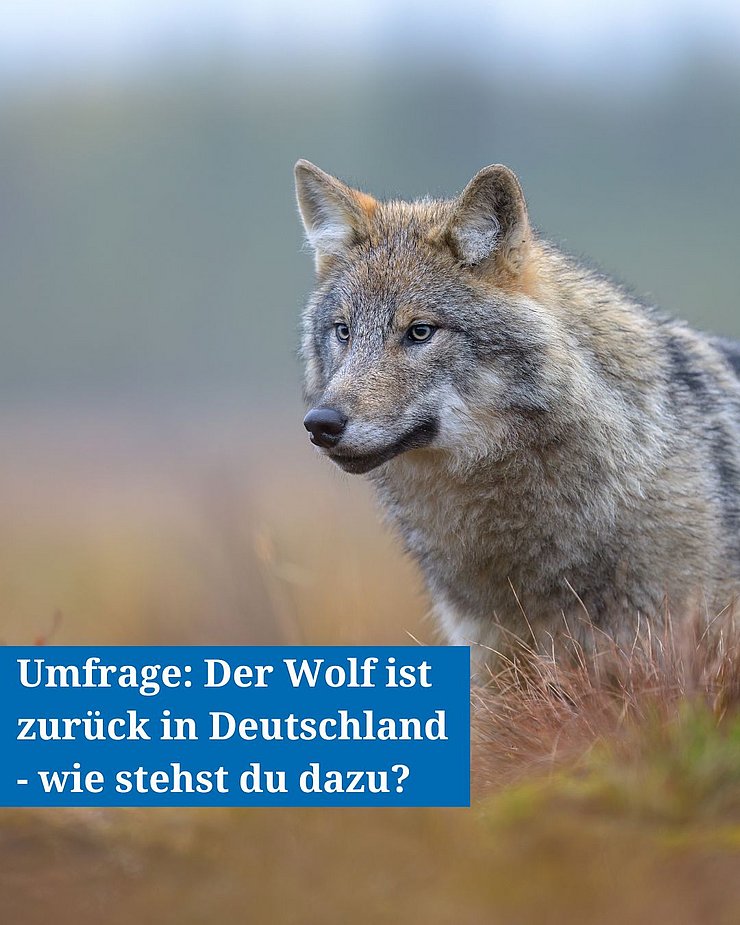 Instagram-Beitrag: Umfrage zum Wolf vom ITAW