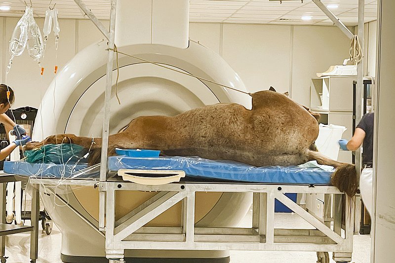 Pferd im MRT gelagert