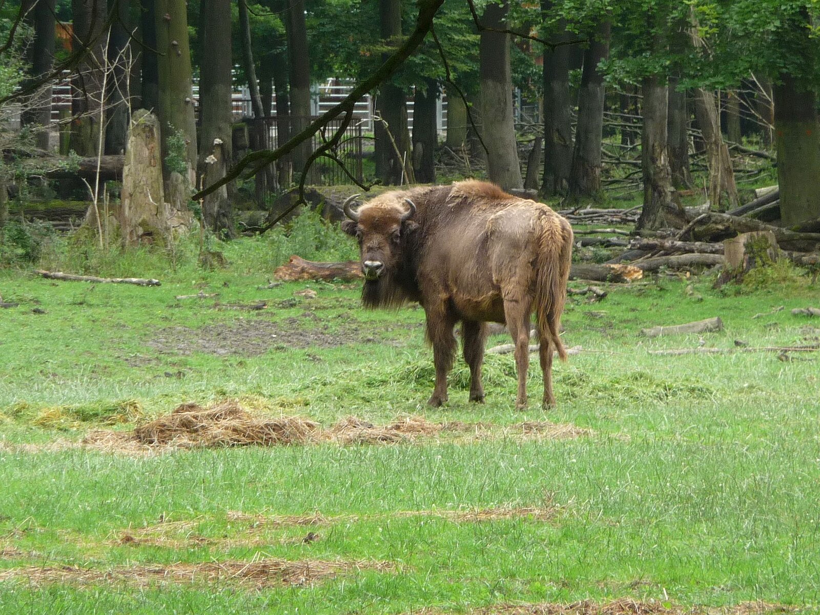 Wisent vor Baeumen