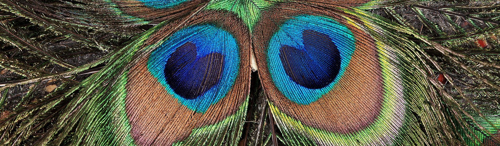Augen von Pfauenfedern im Kreis angeordnet 