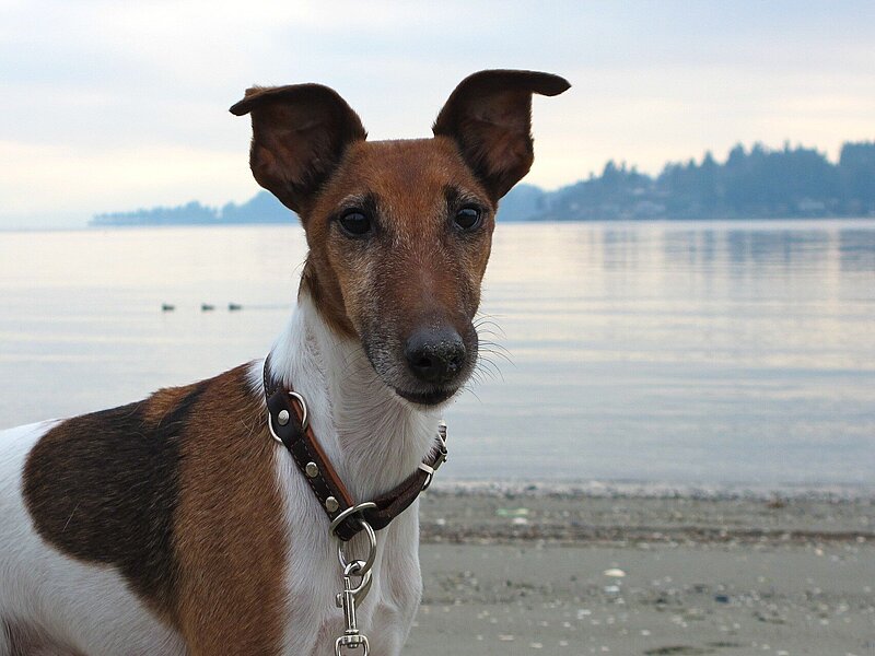 Fox Terrier glatt