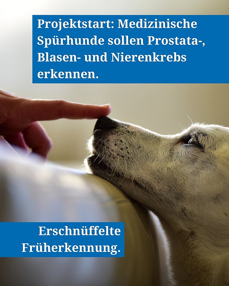 Jack-Russell-Hund mit braunen Ohren interagiert mit menschlichem Finger auf der Nase.