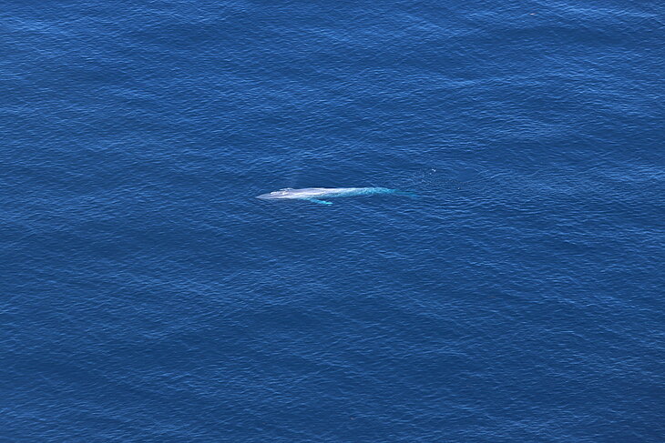 A blue whale - photographed from an airplane.