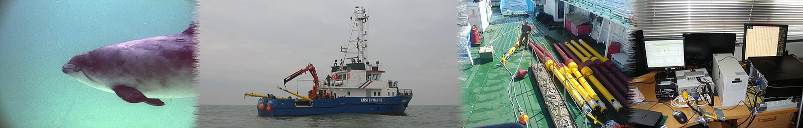 Harbour porpoise, boat from coast guard, POD anker system, Computer for data analysis