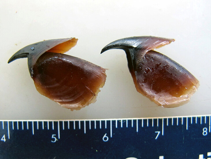 PM160323_Pottwale_Tintenfischschnaebel2.jpg