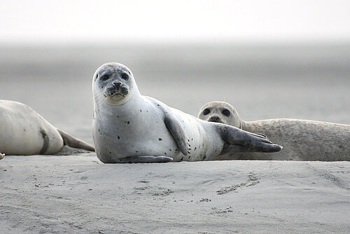 Seehunde auf einer Sandbank in der Nordsee