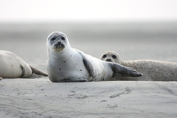 Seehunde auf einer Sandbank in der Nordsee