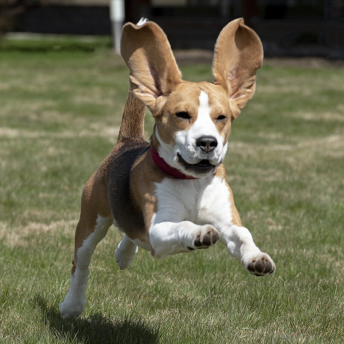 Beagle im Sprung