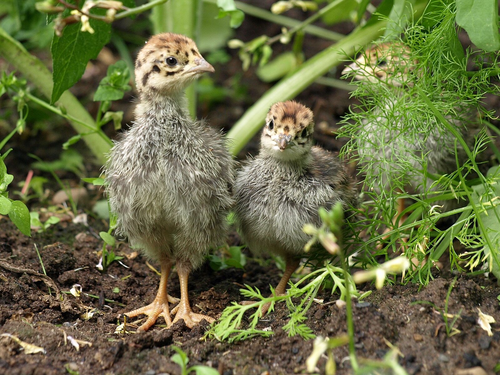 Chicks from a grey partridge