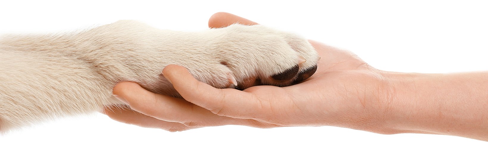 Pfote in Hand 
