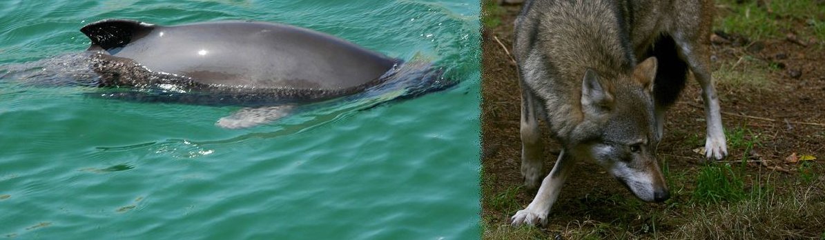 Ein auftauchender Schweinswal und ein Wolf im Wald
