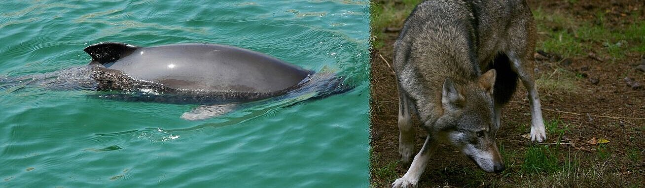 [Translate to English:] Ein auftauchender Schweinswal und ein Wolf im Wald 