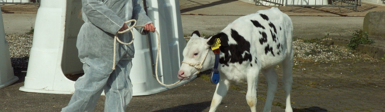 Zukunftstag Mädchen mit Kalb