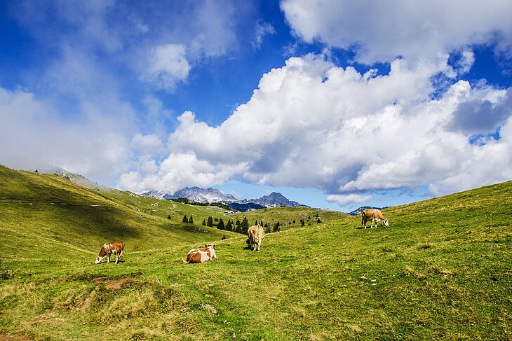 Kühe auf einer Weide in den Alpen