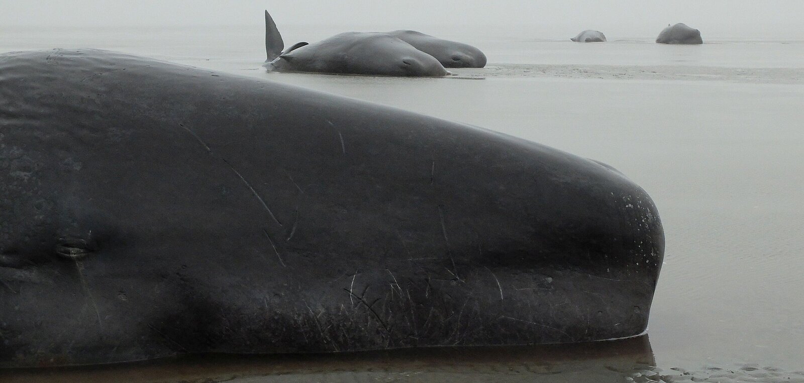 Some stranded sperm whales
