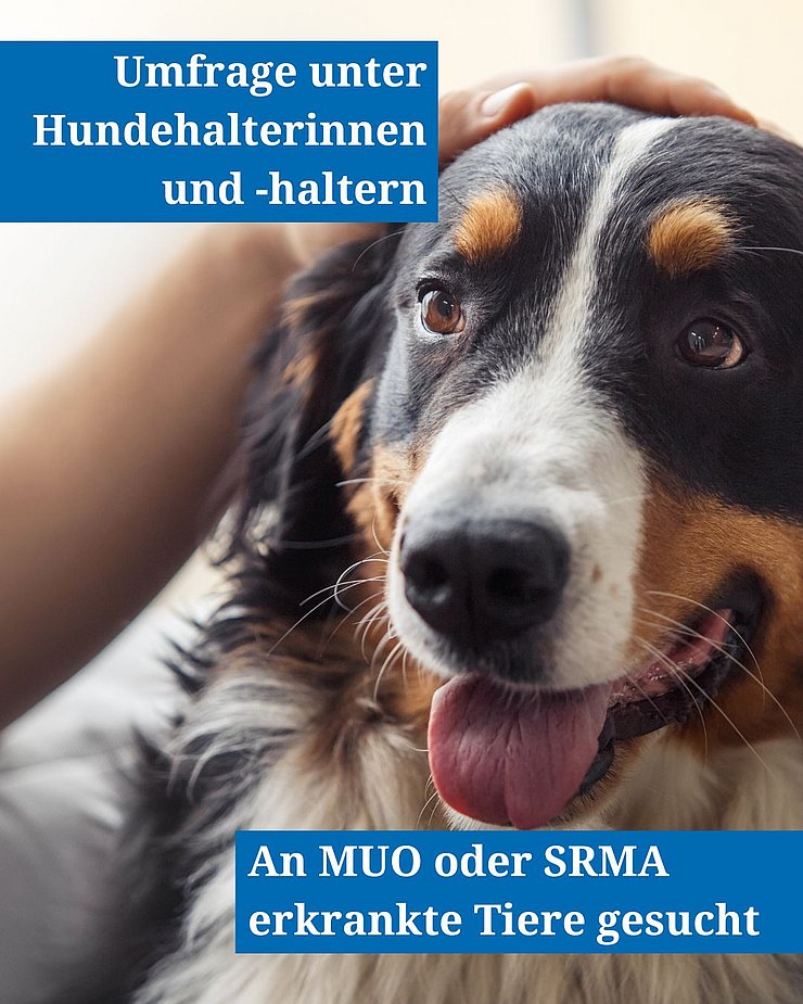 Instagram-Post: Umfrage Hirnhautentzündung