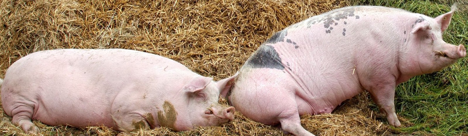 zwei Schweine