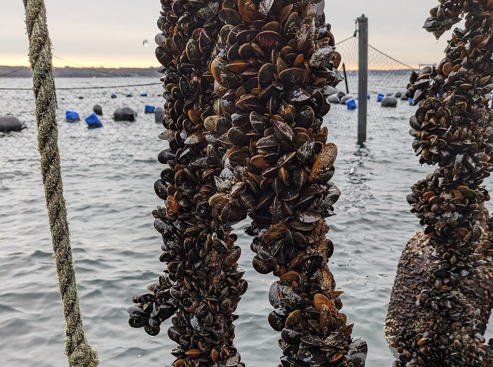 Mussel lines behind eider duck protection fence 