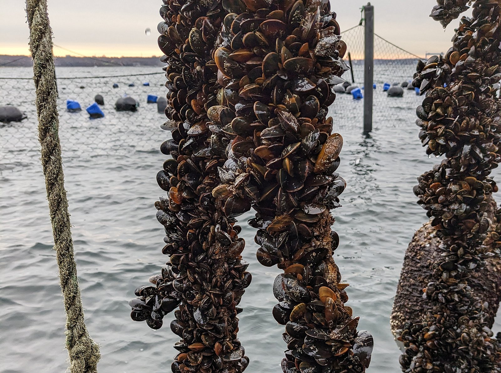 Eiderentenschutzzaun hat die Muschelleinen 
