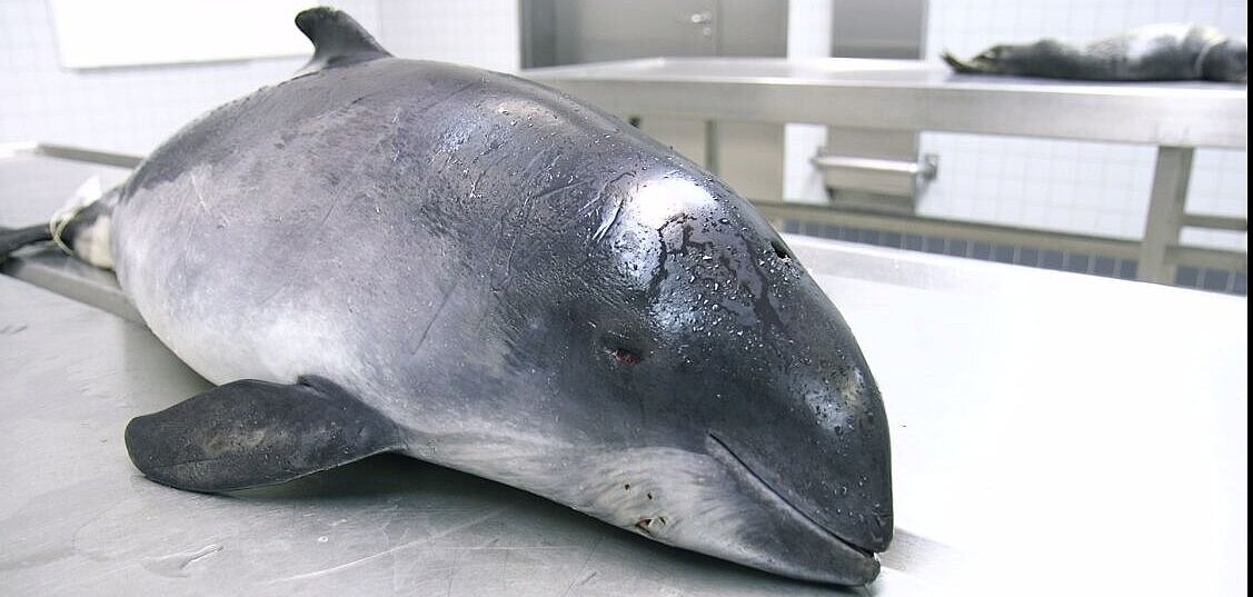 Harbour porpoise before dissection (Phocoena phocoena) 