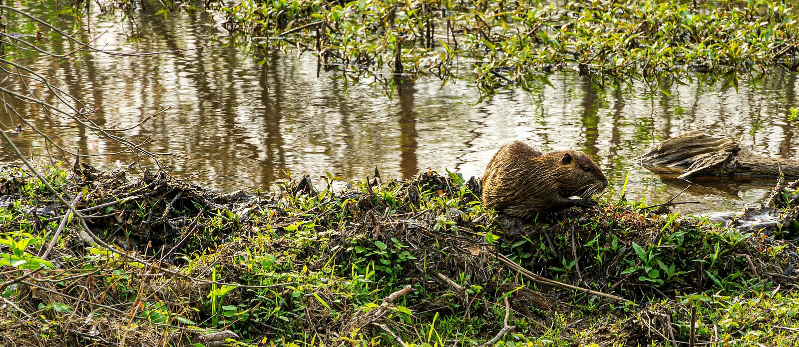 Ein Nutria am Gewässer