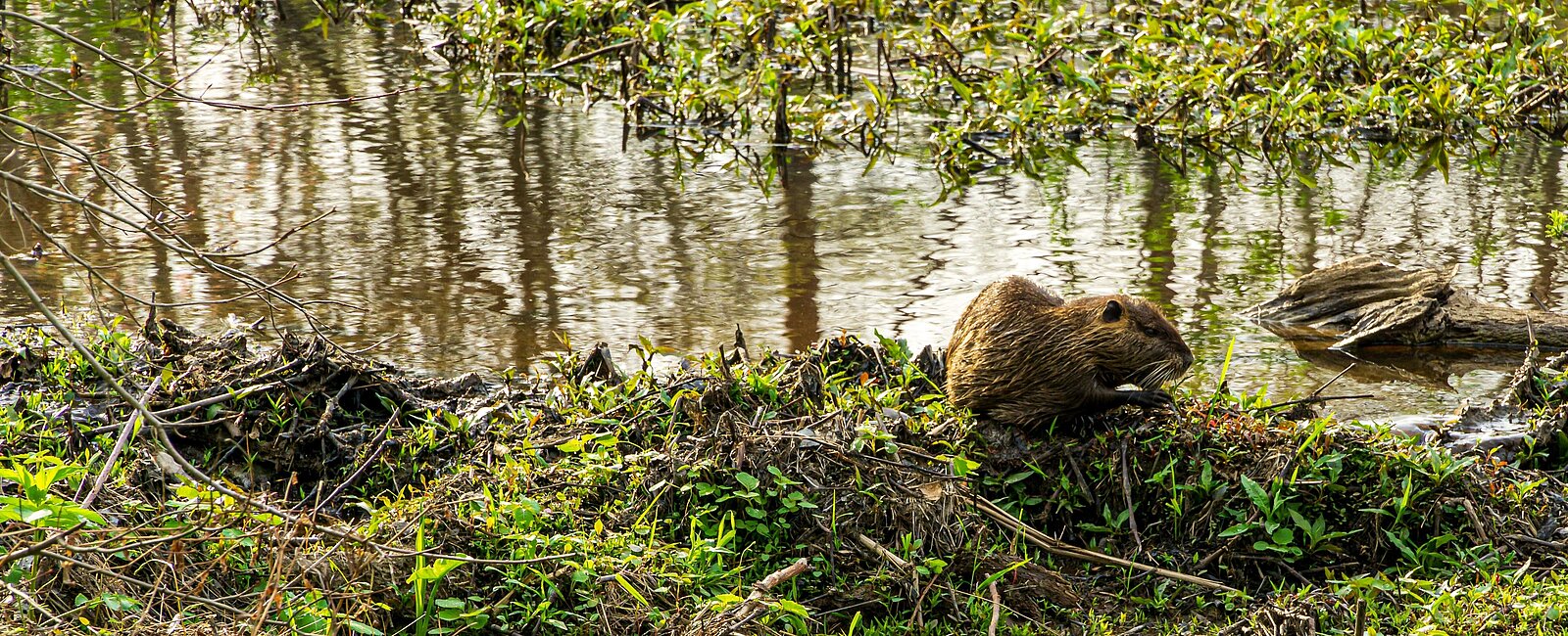 Nutria (Myocastor coypus) Foto Scott Younkin Pexels.com 