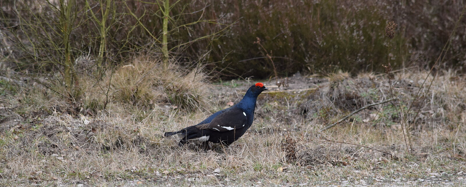 Birkhahn Lüneburger Heide