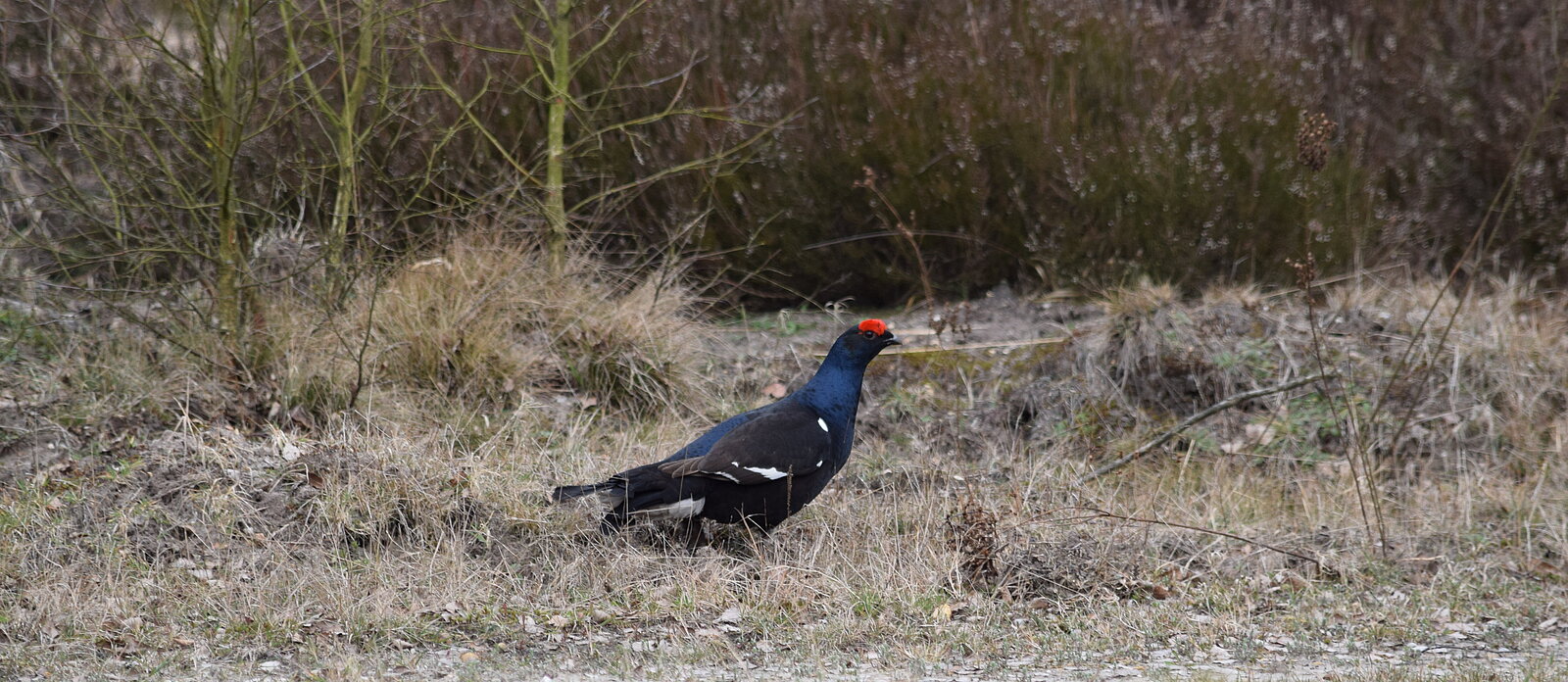 black grouse in the Lüneburg Heath