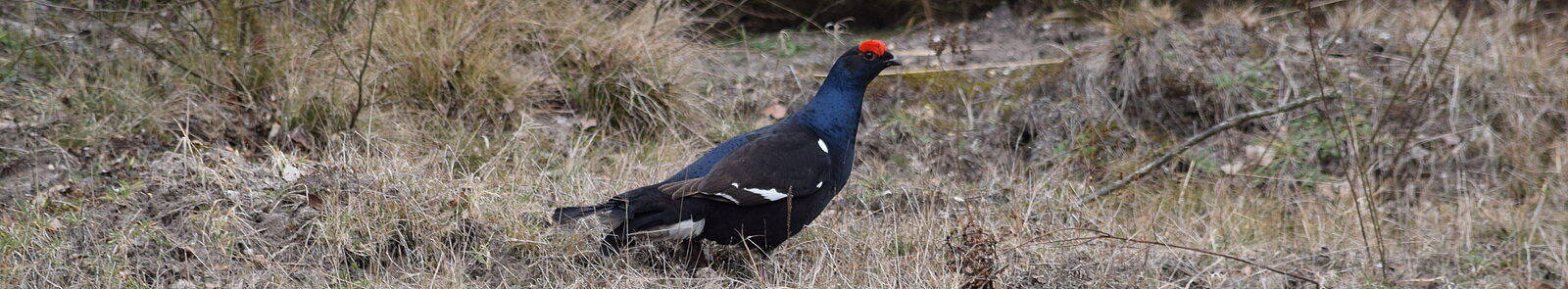 Black grouse