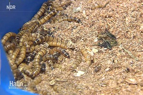 Mehlwürmer