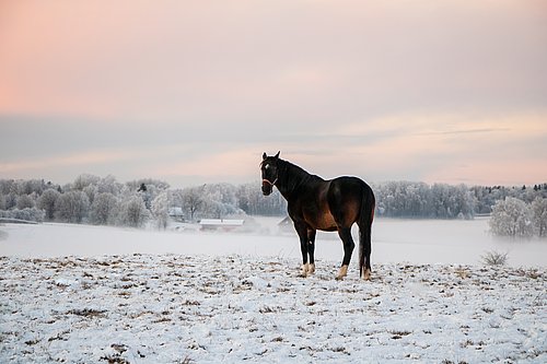 Pferd im Schnee