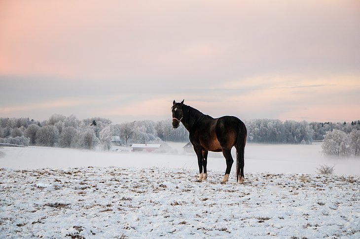 Pferd im Schnee