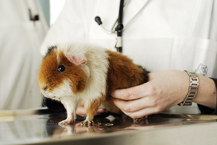 Untersuchung eines Meerschweinchens in der Klinik für Heimtiere, Reptilien und Vögel