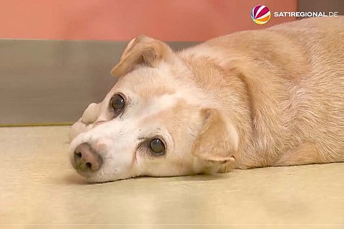 Hund liegt auf Fußboden