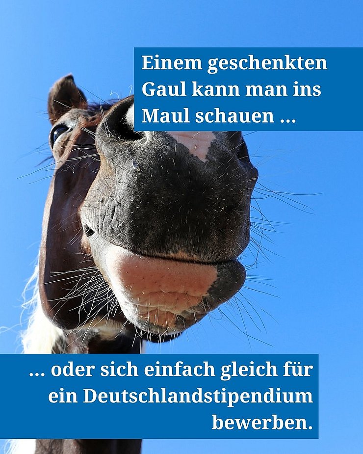 Ein von unten fotografiertes Pferdemaul mit der Schrift: Einem geschenkten Gaul kann man ins Maul schauen ... oder sich einfach gleich für ein Deutschlandstipendium bewerben.