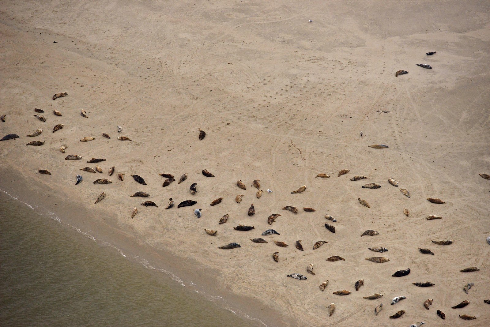Grey seals on their mooring photographed from airplane