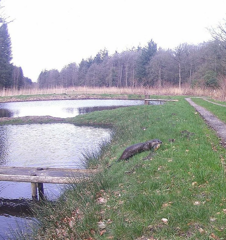 Fischerotter, Aufnahme einer Kamerafalle in einer Fischzuchtanlage ©ITAW