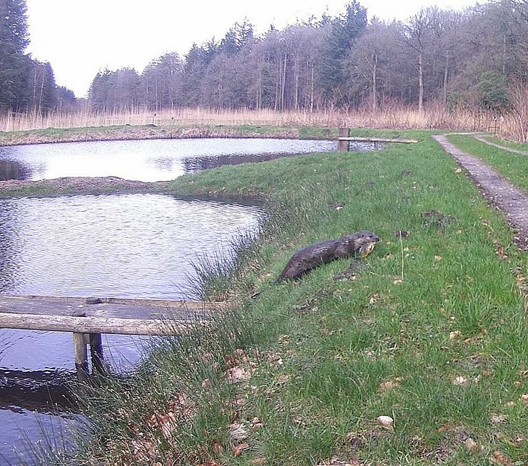 Fischerotter mit einem Beutefisch, Aufnahme einer Kamerafalle in einer Fischzuchtanlage ©ITAW