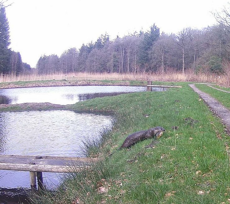 Otter, image captured by a camera trap in a fish farm ©ITAW