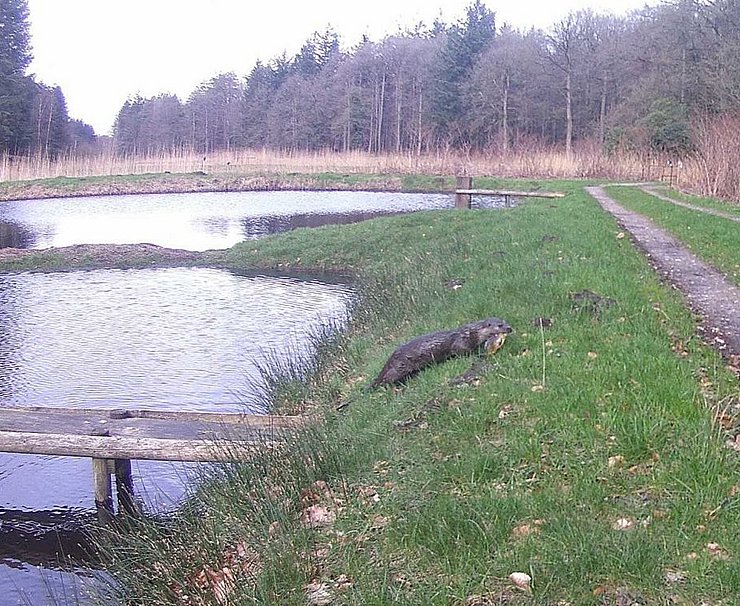 Otter, image captured by a camera trap in a fish farm ©ITAW