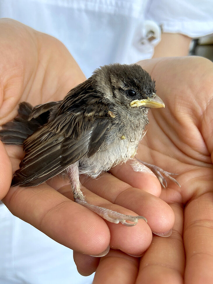 Spatz in der Hand